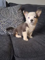 Remi, a female Cardigan Welsh Corgi and Pembroke Welsh Corgi for sale in Somerset, KY – 5 of 7