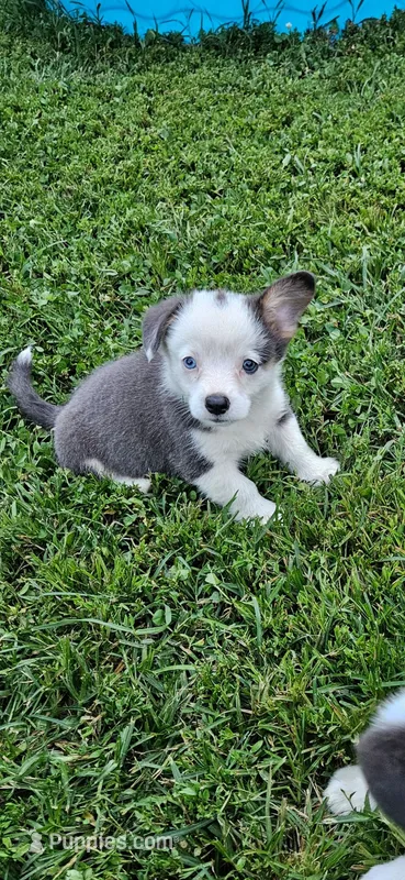 Remi – Cardigan Welsh Corgi, Pembroke Welsh Corgi puppy for sale in Somerset, KY