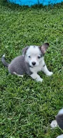 Remi, a female Cardigan Welsh Corgi and Pembroke Welsh Corgi for sale in Somerset, KY – 1 of 7