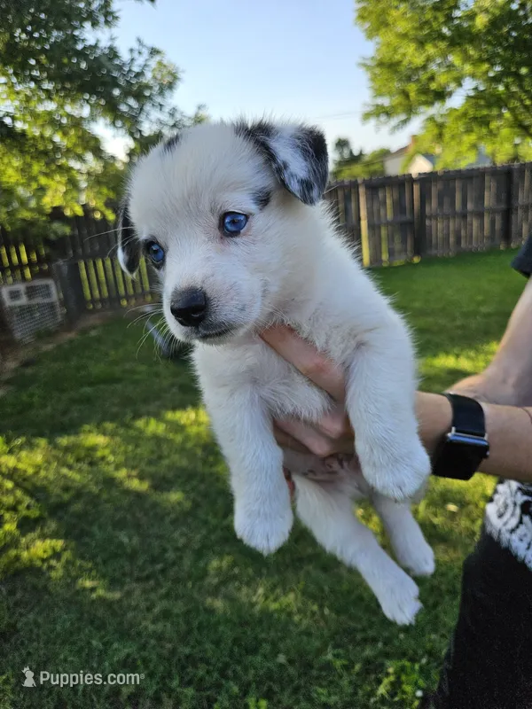 Clover – Cardigan Welsh Corgi, Pembroke Welsh Corgi puppy for sale in Somerset, KY