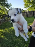 Clover, a male Cardigan Welsh Corgi and Pembroke Welsh Corgi for sale in Somerset, KY – 1 of 9