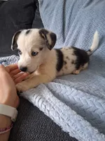Clover, a male Cardigan Welsh Corgi and Pembroke Welsh Corgi for sale in Somerset, KY – 7 of 9