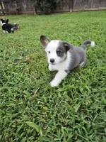 Winston, a male Cardigan Welsh Corgi and Pembroke Welsh Corgi for sale in Somerset, KY – 3 of 8