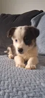 Winston, a male Cardigan Welsh Corgi and Pembroke Welsh Corgi for sale in Somerset, KY – 7 of 8