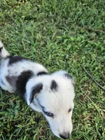 Clover, a male Cardigan Welsh Corgi and Pembroke Welsh Corgi for sale in Somerset, KY – 5 of 9