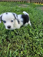 Clover, a male Cardigan Welsh Corgi and Pembroke Welsh Corgi for sale in Somerset, KY – 2 of 9