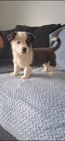 Winston, a male Cardigan Welsh Corgi and Pembroke Welsh Corgi for sale in Somerset, KY – 6 of 8