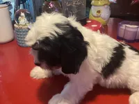 Bently, a male Cavalier King Charles Spaniel and Havanese for sale in Ballinger, TX – Photo 4 of 4