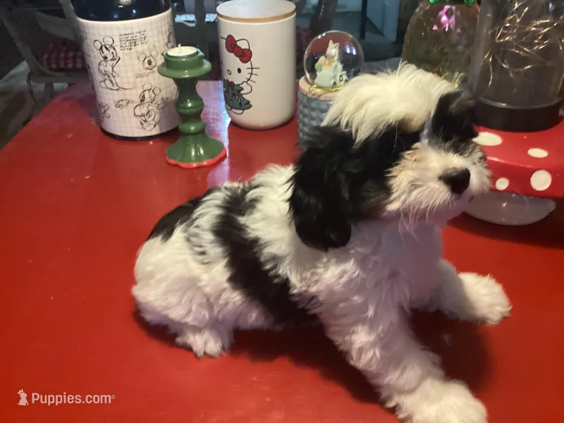 Bently – Cavalier King Charles Spaniel, Havanese puppy for sale in Ballinger, TX