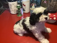 Bently, a male Cavalier King Charles Spaniel and Havanese for sale in Ballinger, TX – Photo 1 of 4