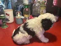 Bently, a male Cavalier King Charles Spaniel and Havanese for sale in Ballinger, TX – Photo 3 of 4