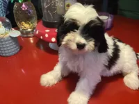 Bently, a male Cavalier King Charles Spaniel and Havanese for sale in Ballinger, TX – Photo 2 of 4