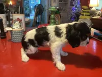Oreo, a male Cavalier King Charles Spaniel for sale in Ballinger, TX – 4 of 4