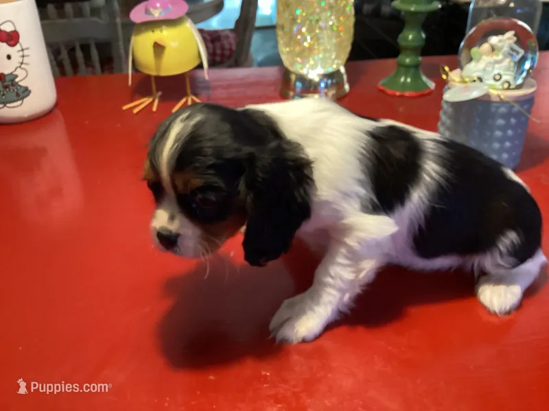 Bentley, a male Cavalier King Charles Spaniel for sale in Ballinger, TX – Photo 1 of 4