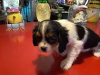 Bentley, a male Cavalier King Charles Spaniel for sale in Ballinger, TX – Photo 3 of 4