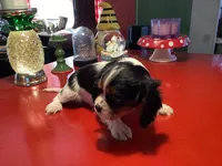 Bentley, a male Cavalier King Charles Spaniel for sale in Ballinger, TX – Photo 4 of 4