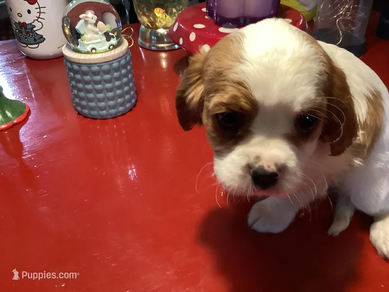 Dash – Cavalier King Charles Spaniel puppy for sale in Ballinger, TX