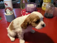 Dash, a male Cavalier King Charles Spaniel for sale in Ballinger, TX – Photo 2 of 4
