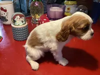 Dash, a male Cavalier King Charles Spaniel for sale in Ballinger, TX – Photo 3 of 4