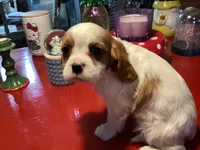 Dash, a male Cavalier King Charles Spaniel for sale in Ballinger, TX – Photo 4 of 4