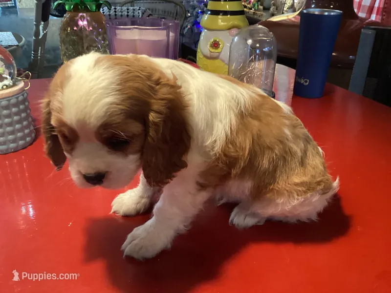 Cooper, a male Cavalier King Charles Spaniel for sale in Ballinger, TX – Photo 1 of 4