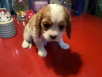 Cooper, a male Cavalier King Charles Spaniel for sale in Ballinger, TX – Photo 4 of 4