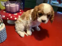 Cooper, a male Cavalier King Charles Spaniel for sale in Ballinger, TX – Photo 3 of 4