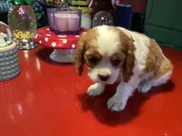 Cooper, a male Cavalier King Charles Spaniel for sale in Ballinger, TX – Photo 2 of 4