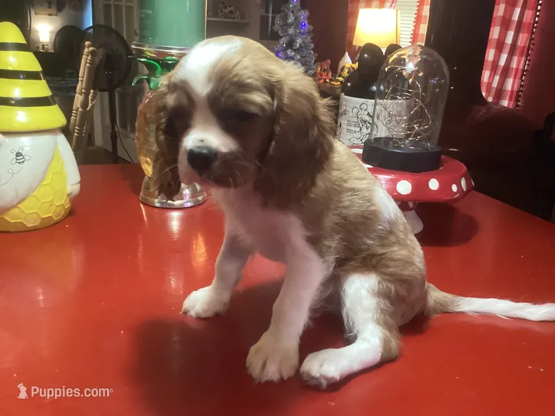 Bentley – Cavalier King Charles Spaniel puppy for sale in Ballinger, TX