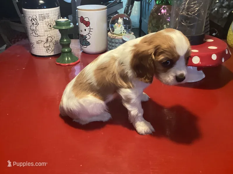 Chloe – Cavalier King Charles Spaniel puppy for sale in Ballinger, TX