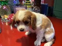 Chloe, a female Cavalier King Charles Spaniel for sale in Ballinger, TX – Photo 2 of 5
