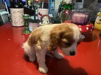 Chloe, a female Cavalier King Charles Spaniel for sale in Ballinger, TX – Photo 5 of 5