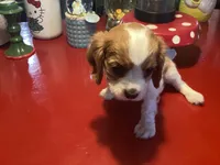 Chloe, a female Cavalier King Charles Spaniel for sale in Ballinger, TX – Photo 3 of 5