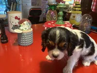 Patches, a male Cavalier King Charles Spaniel for sale in Ballinger, TX – 2 of 4