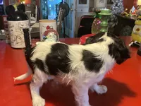 Patches, a male Cavalier King Charles Spaniel for sale in Ballinger, TX – 3 of 4