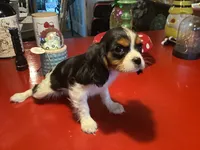 Dollie, a female Cavalier King Charles Spaniel for sale in Ballinger, TX – 3 of 3