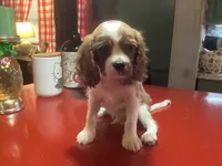 Bentley, a male Cavalier King Charles Spaniel for sale in Ballinger, TX – 5 of 5