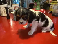 Patches, a male Cavalier King Charles Spaniel for sale in Ballinger, TX – 4 of 4