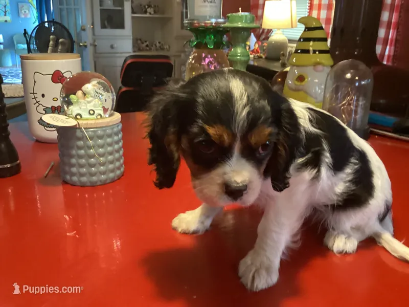 Patches, a male Cavalier King Charles Spaniel for sale in Ballinger, TX – 1 of 4