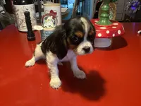 Dollie, a female Cavalier King Charles Spaniel for sale in Ballinger, TX – 2 of 3