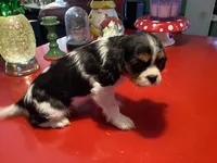Phoebe, a female Cavalier King Charles Spaniel for sale in Ballinger, TX – Photo 3 of 3