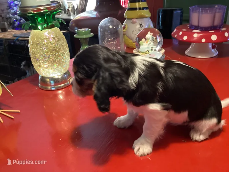 Phoebe – Cavalier King Charles Spaniel puppy for sale in Ballinger, TX