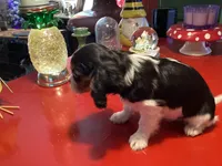 Phoebe, a female Cavalier King Charles Spaniel for sale in Ballinger, TX – Photo 1 of 3