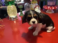 Phoebe, a female Cavalier King Charles Spaniel for sale in Ballinger, TX – Photo 2 of 3