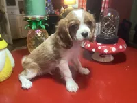 Bentley, a male Cavalier King Charles Spaniel for sale in Ballinger, TX – 2 of 5