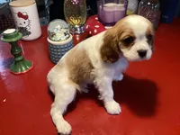 Milo, a male Cavalier King Charles Spaniel for sale in Ballinger, TX – Photo 3 of 4