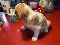 Milo, a male Cavalier King Charles Spaniel for sale in Ballinger, TX – Photo 4 of 4