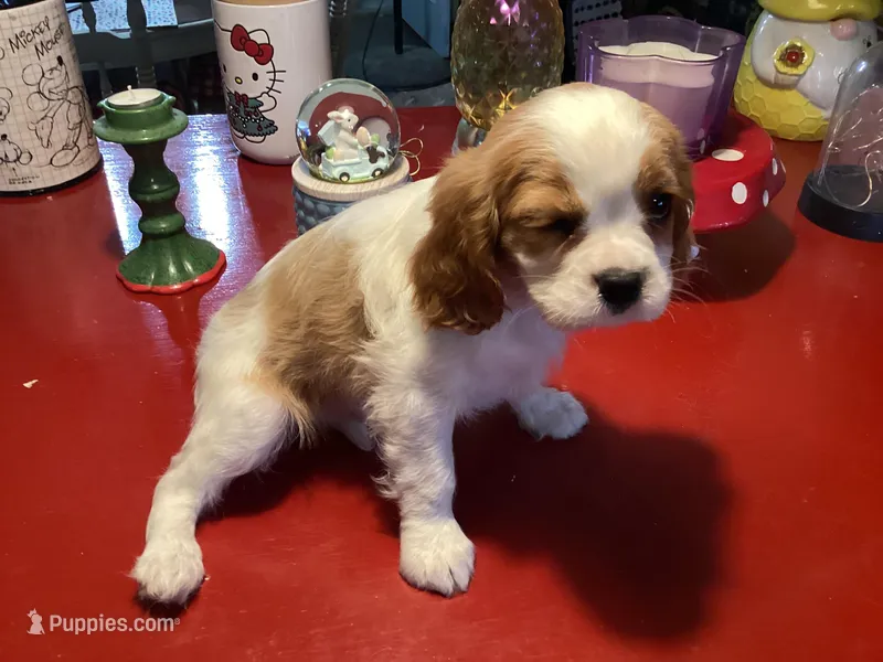 Milo – Cavalier King Charles Spaniel puppy for sale in Ballinger, TX
