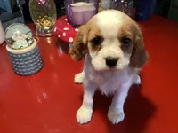 Milo, a male Cavalier King Charles Spaniel for sale in Ballinger, TX – Photo 2 of 4