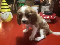 Bentley, a male Cavalier King Charles Spaniel for sale in Ballinger, TX – 3 of 5